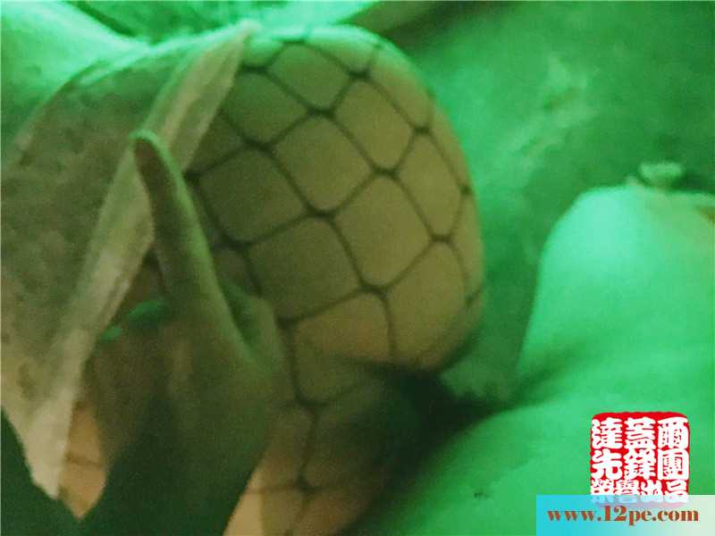 绿光下的黑网袜，哥哥们心动了没(11P)
