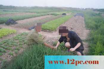 骚妻外拍学习篇完善版：妇唱夫随摄天下之农林