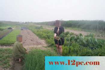 骚妻外拍学习篇完善版：妇唱夫随摄天下之农林