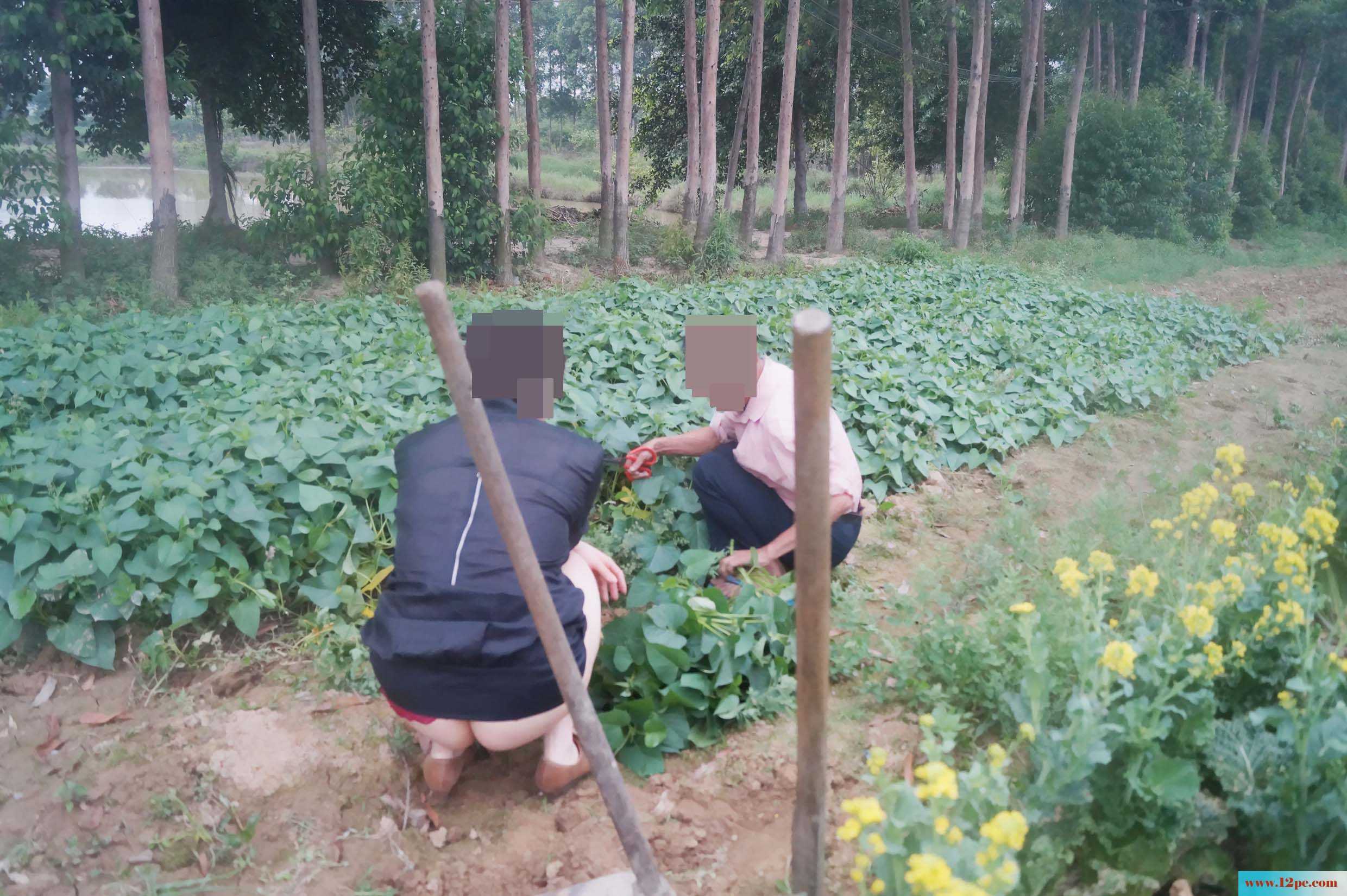 骚妻外拍学习篇完善版：妇唱夫随摄天下之农林